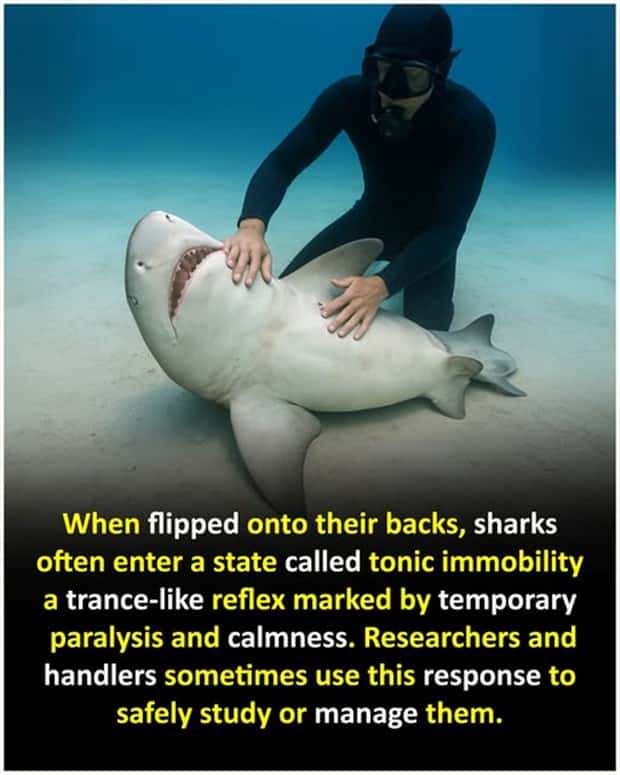 Cool and Interesting Facts #449 (23 photos)