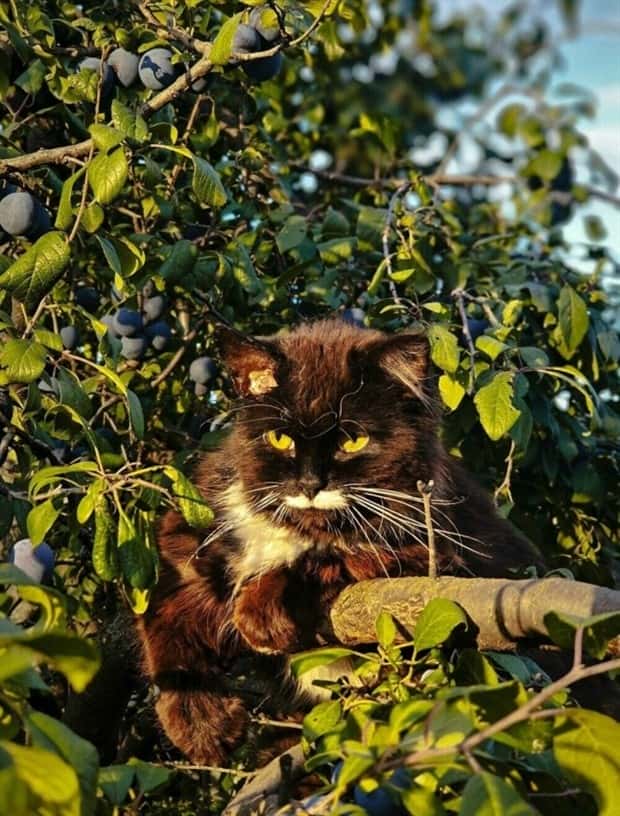 Get Ready for Funny Animals #401 (25 photos)