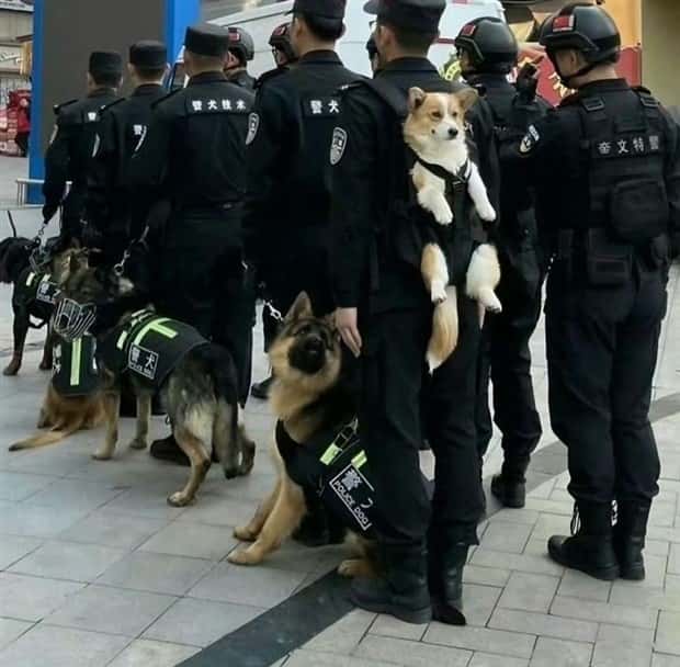 Get Ready for Funny Animals #401 (25 photos)