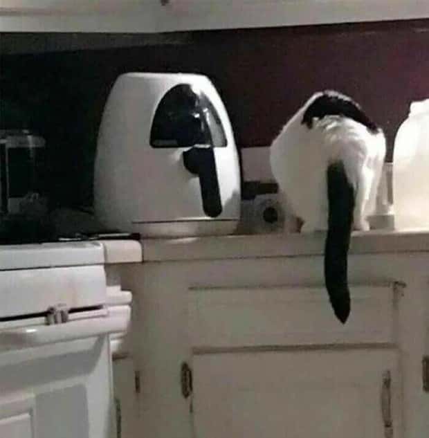 Get Ready for Funny Animals #401 (25 photos)