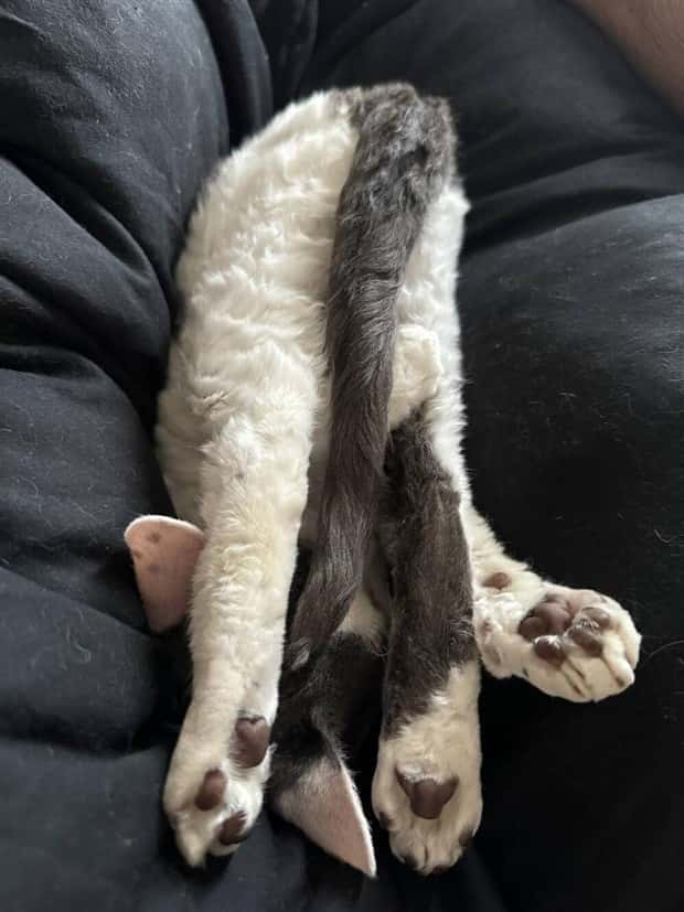 Get Ready for Funny Animals #401 (25 photos)