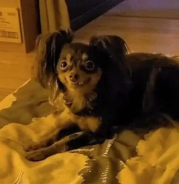 Get Ready for Funny Animals #401 (25 photos)