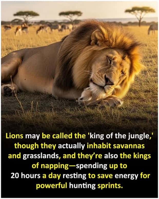 Cool and Interesting Facts #446 (22 photos)
