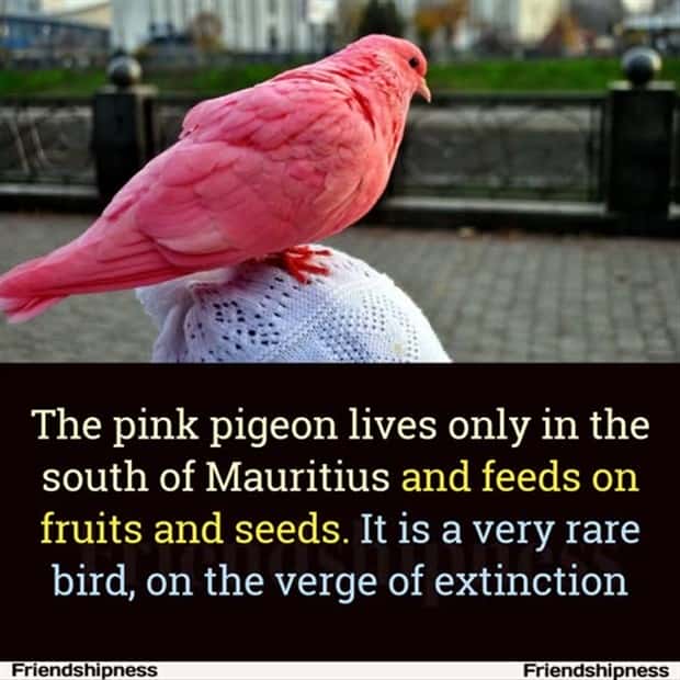 Cool and Interesting Facts #446 (22 photos)