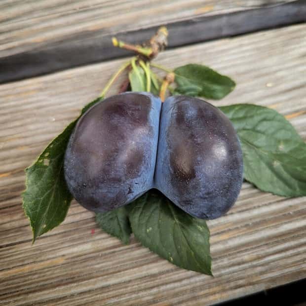 klyker picdump 9 1 2025 26 Klyker Picdump #1801 (41 photos)