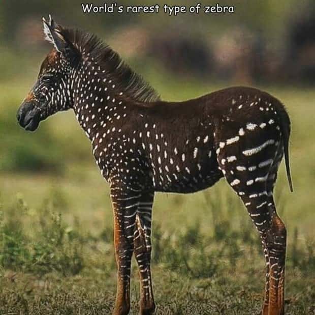 Interesting Pictures with Captions #171 (25 photos)