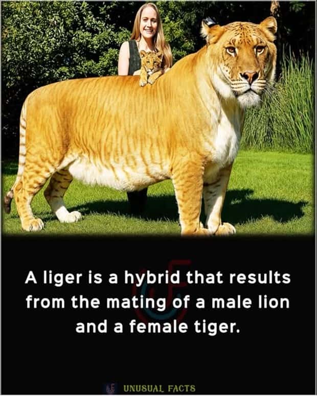 Cool and Interesting Facts #448 (20 photos)