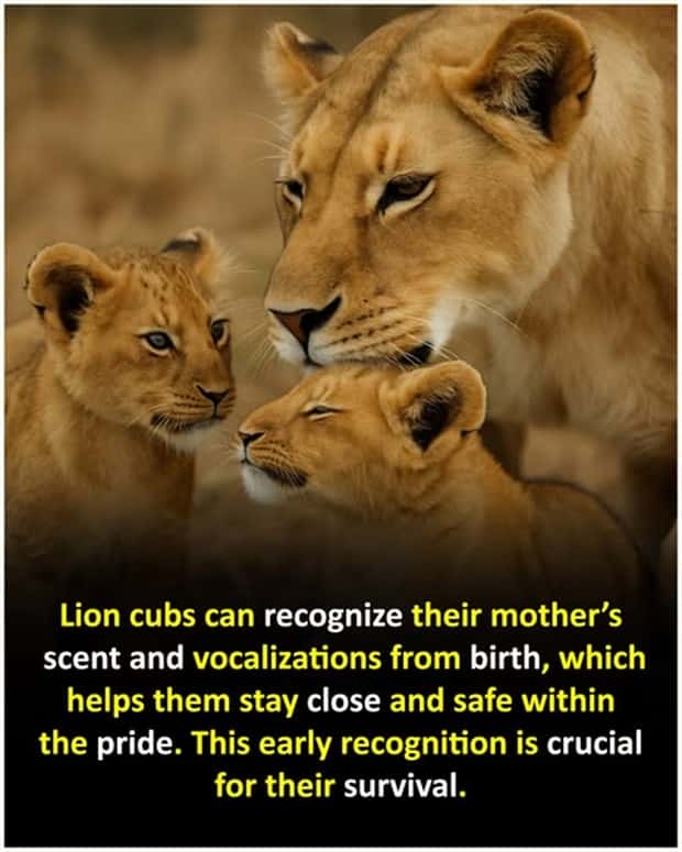 random fun facts 10 Cool and Interesting Facts #445 (26 photos)