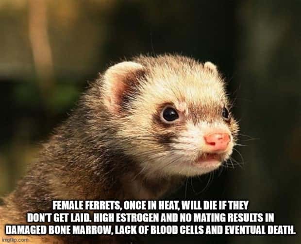 random fun facts 24 Cool and Interesting Facts #445 (26 photos)