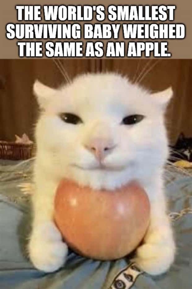 random fun facts 26 Cool and Interesting Facts #445 (26 photos)