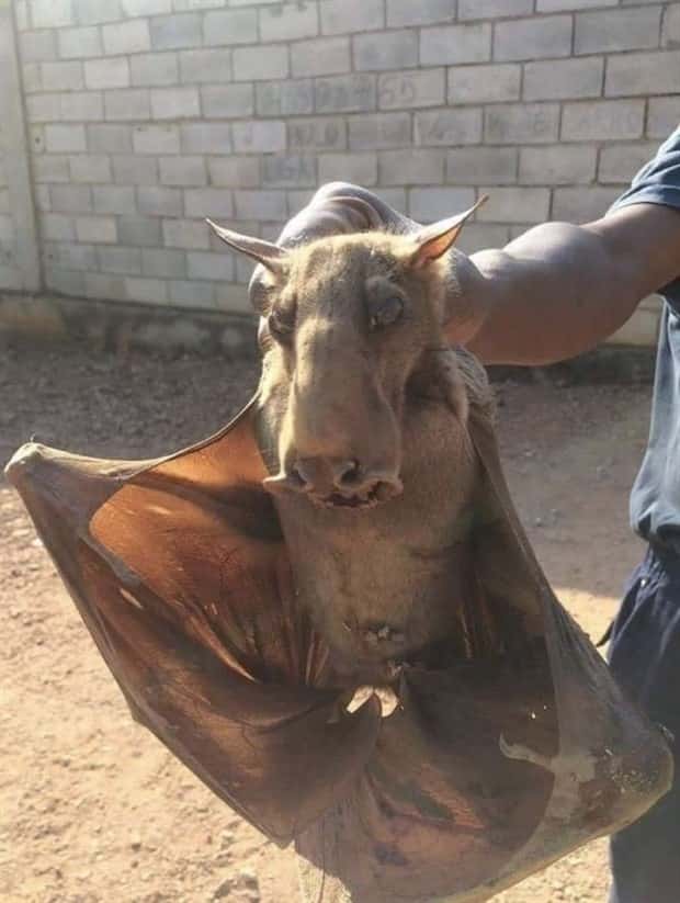 Well, That’s Really Big #17 (21 photos)