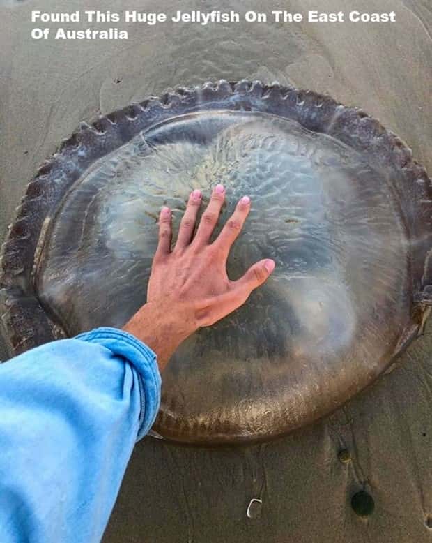 Well, That’s Really Big #17 (21 photos)