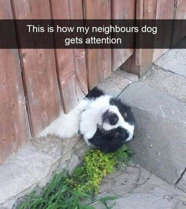 amusing animal snapchats 13 Funny Animal Snapchats Too Perfect to Miss (23 photos)