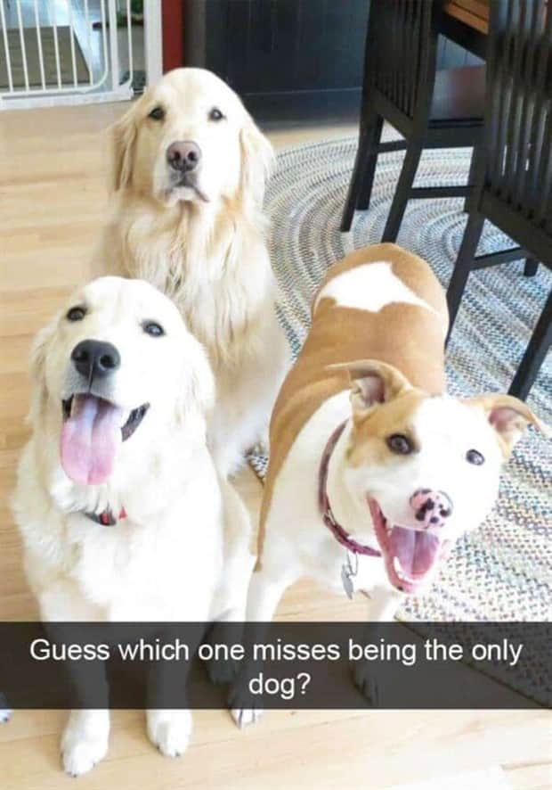 amusing animal snapchats 14 Funny Animal Snapchats Too Perfect to Miss (23 photos)
