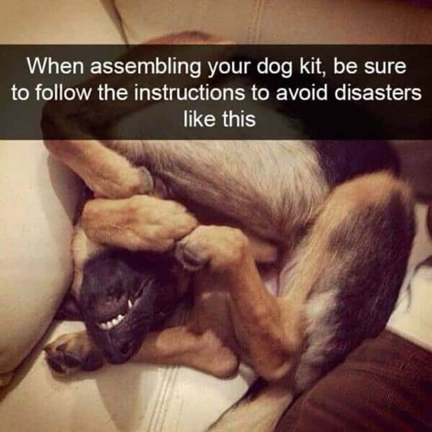 amusing animal snapchats 17 Funny Animal Snapchats Too Perfect to Miss (23 photos)