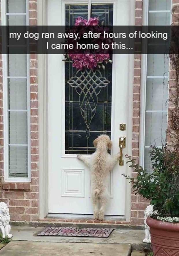 amusing animal snapchats 21 Funny Animal Snapchats Too Perfect to Miss (23 photos)