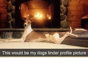 Funny Animal Snapchats Too Perfect to Miss (23 photos)