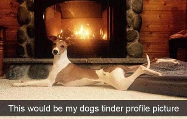 amusing animal snapchats 22 Funny Animal Snapchats Too Perfect to Miss (23 photos)