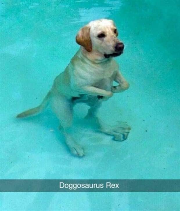amusing animal snapchats 23 Funny Animal Snapchats Too Perfect to Miss (23 photos)
