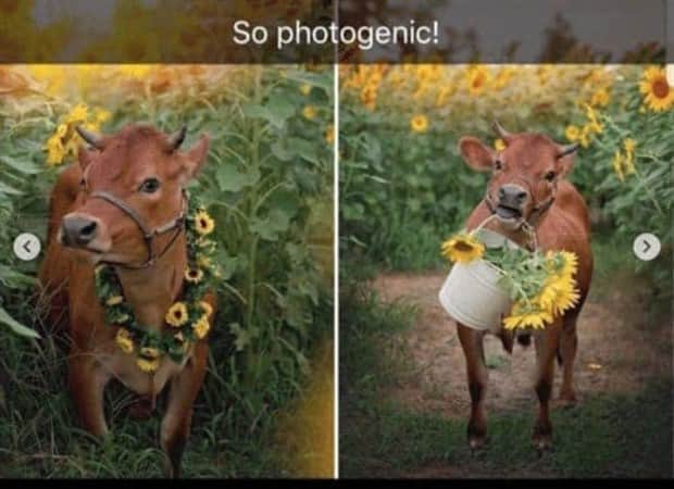 amusing animal snapchats 5 Funny Animal Snapchats Too Perfect to Miss (23 photos)