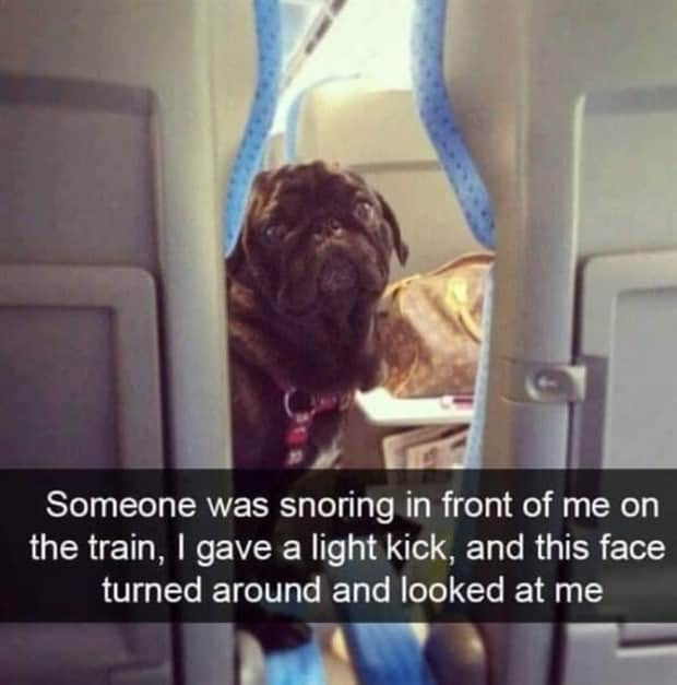 amusing animal snapchats 6 Funny Animal Snapchats Too Perfect to Miss (23 photos)