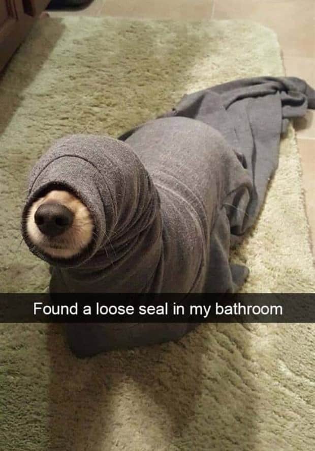 amusing animal snapchats 8 Funny Animal Snapchats Too Perfect to Miss (23 photos)