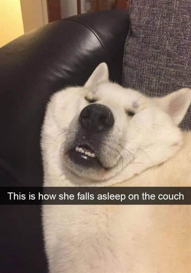 amusing animal snapchats 9 Funny Animal Snapchats Too Perfect to Miss (23 photos)