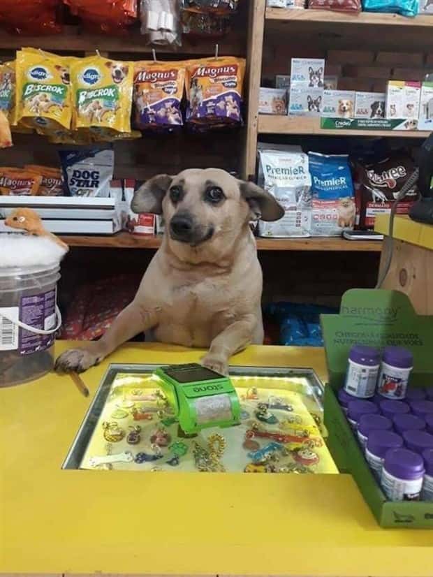 Get Ready for Funny Animals #406 (23 photos)