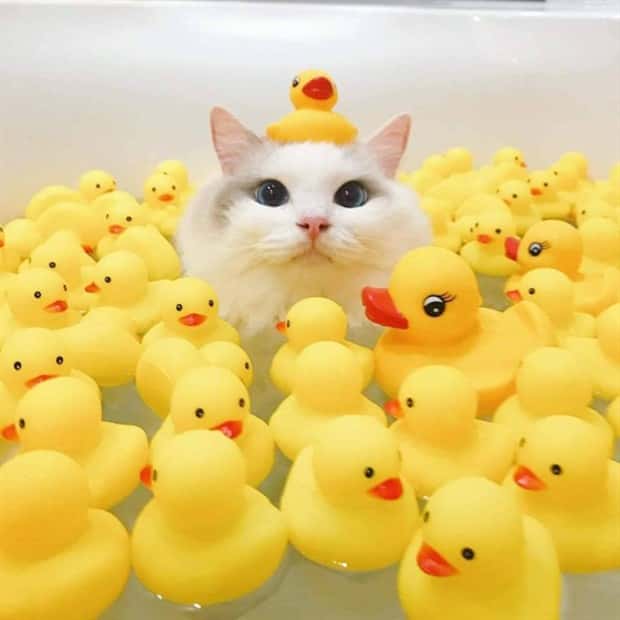 Get Ready for Funny Animals #405 (24 photos)