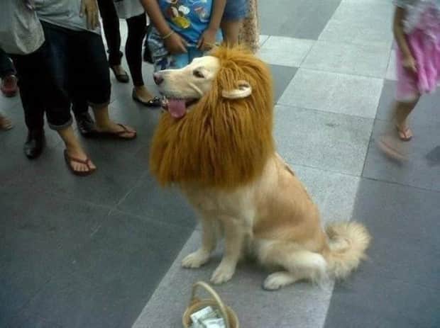 amusing animals 10 3 Get Ready for Funny Animals #408 (22 photos)
