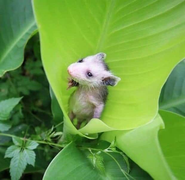 Get Ready for Funny Animals #405 (24 photos)