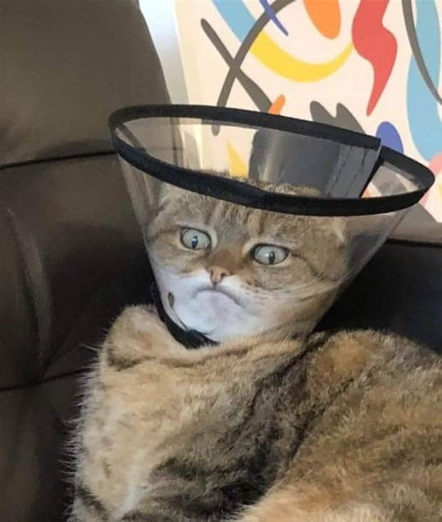 amusing animals 11 3 Get Ready for Funny Animals #408 (22 photos)