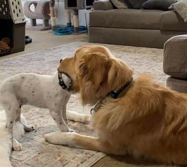 Get Ready for Funny Animals #405 (24 photos)
