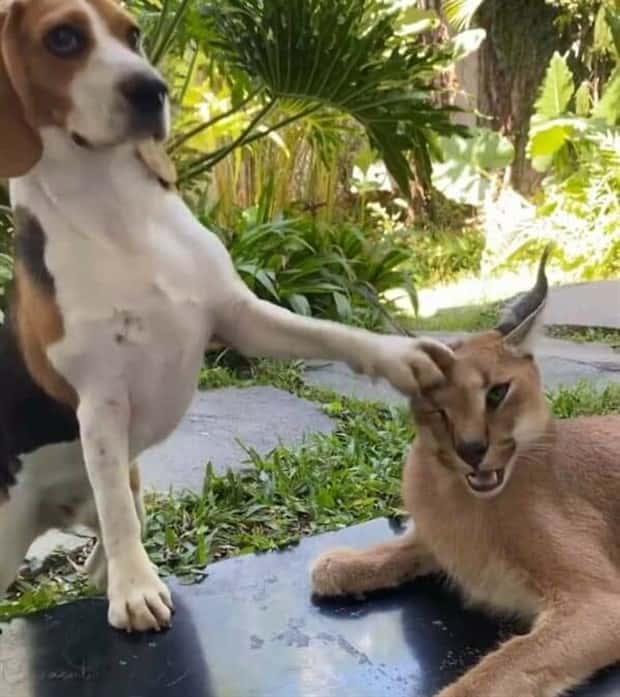 Get Ready for Funny Animals #406 (23 photos)