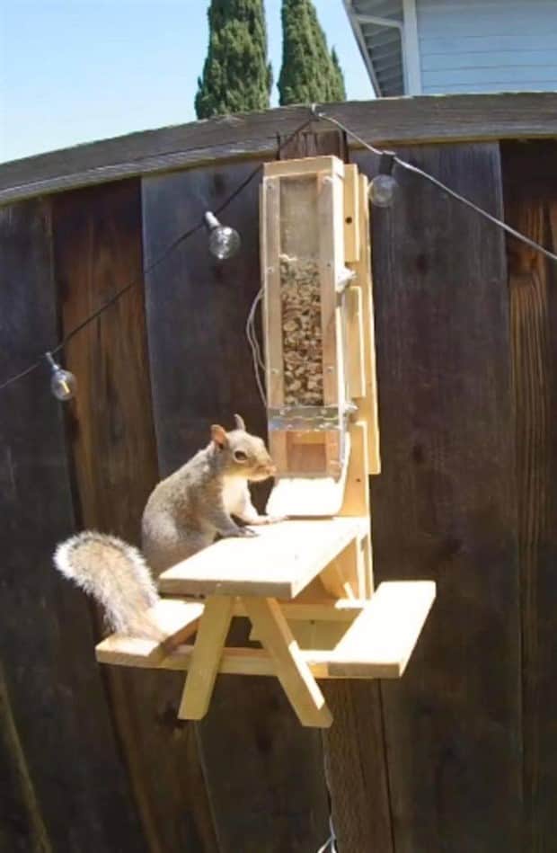 amusing animals 12 3 Get Ready for Funny Animals #408 (22 photos)