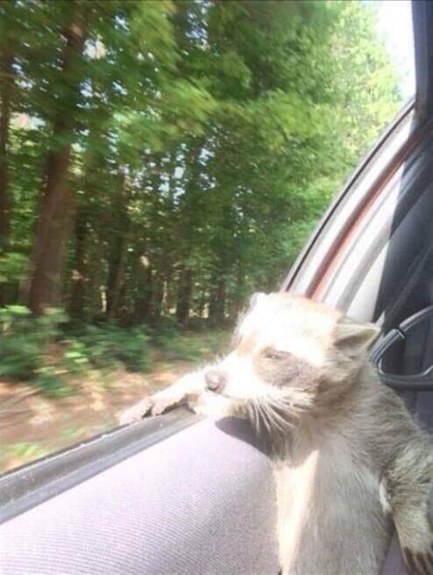 amusing animals 13 3 Get Ready for Funny Animals #408 (22 photos)