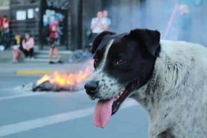 Get Ready for Funny Animals #405 (24 photos)