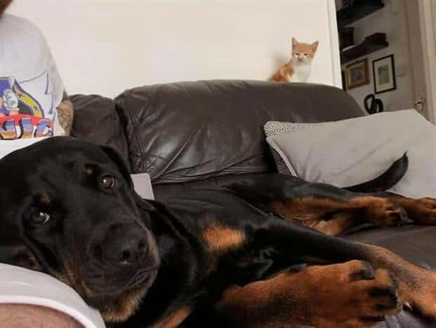 Get Ready for Funny Animals #406 (23 photos)