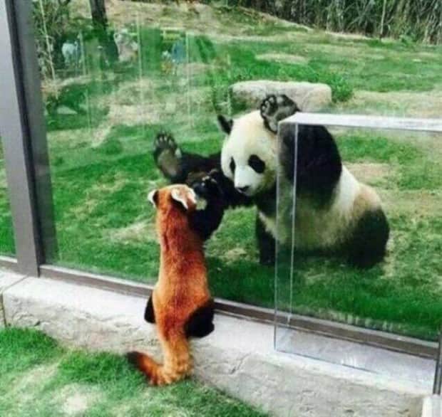 amusing animals 14 3 Get Ready for Funny Animals #408 (22 photos)