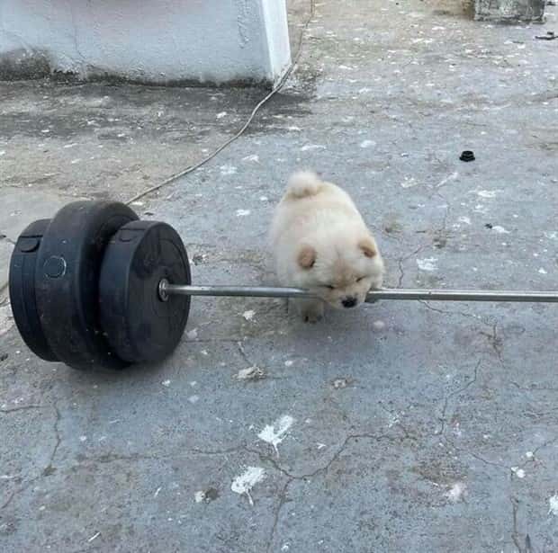 Get Ready for Funny Animals #405 (24 photos)