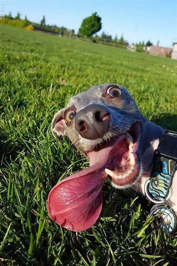 amusing animals 15 3 Get Ready for Funny Animals #408 (22 photos)
