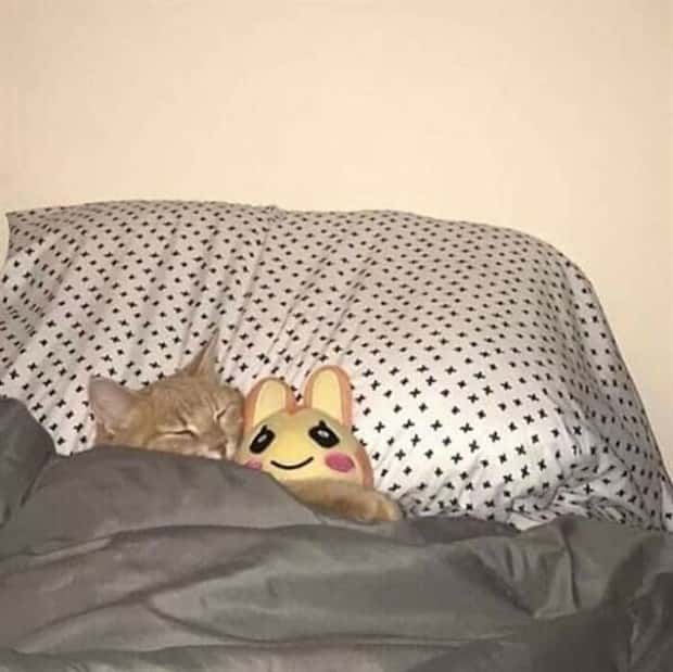 Get Ready for Funny Animals #405 (24 photos)