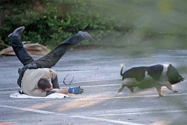 Get Ready for Funny Animals #405 (24 photos)