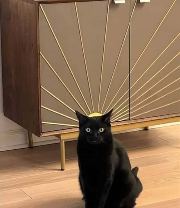 Get Ready for Funny Animals #406 (23 photos)