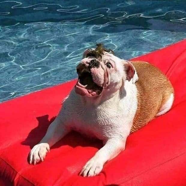 Get Ready for Funny Animals #406 (23 photos)