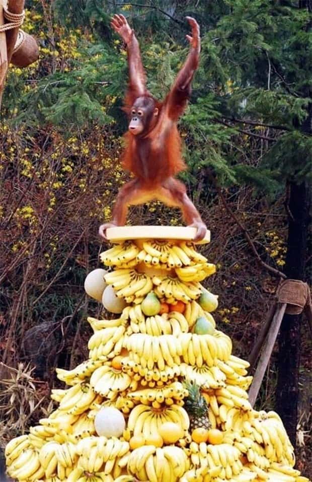 Get Ready for Funny Animals #405 (24 photos)