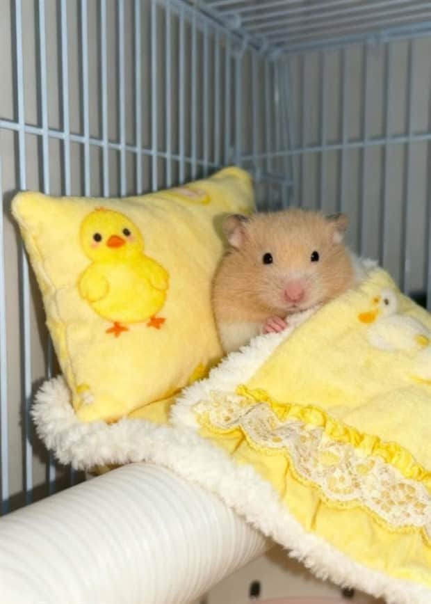 amusing animals 2 3 Get Ready for Funny Animals #408 (22 photos)
