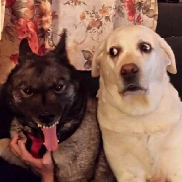 Get Ready for Funny Animals #405 (24 photos)