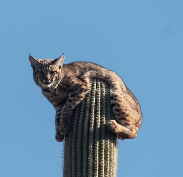 amusing animals 21 3 Get Ready for Funny Animals #408 (22 photos)