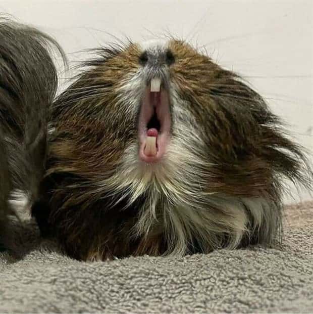 Get Ready for Funny Animals #405 (24 photos)